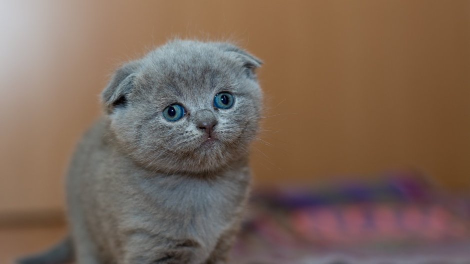 Котик вислоухий шотландец