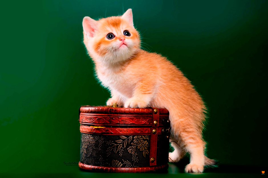 Шотландская вислоухая кошка