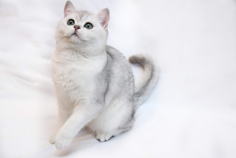 Манчкин котята вислоухие