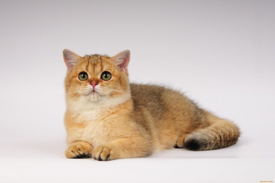 Шотландская вислоухая кошка