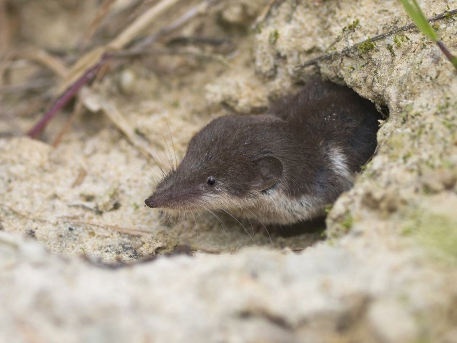 Нора бурозубки