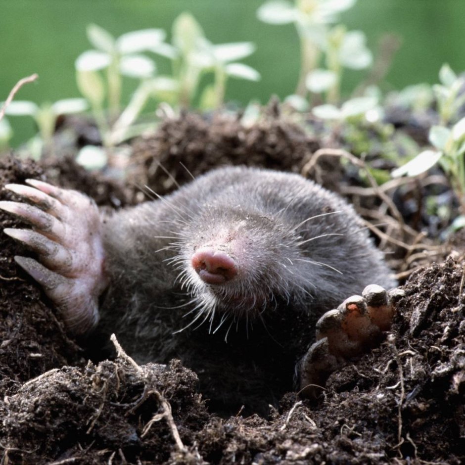 Насекомоядные Крот
