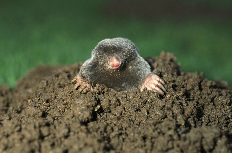 Землеройковые Кроты