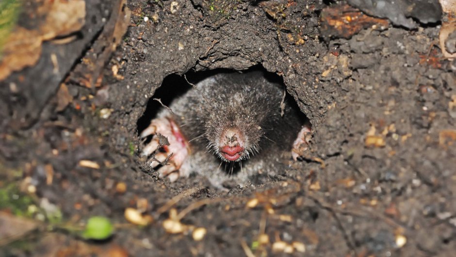 Кротовины кротов