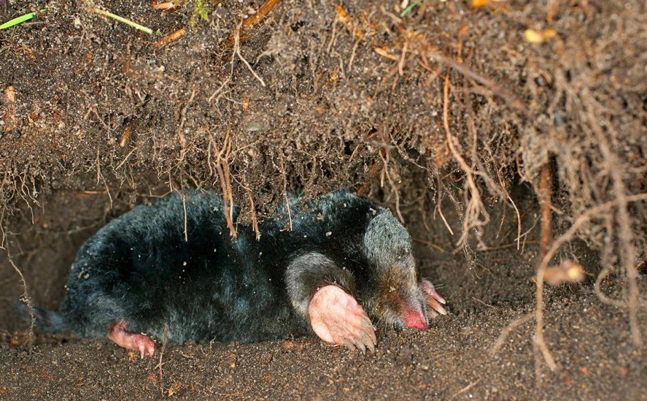 Нора крота и землеройки