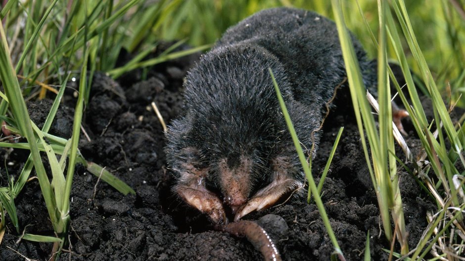 Крот слепыш цокор