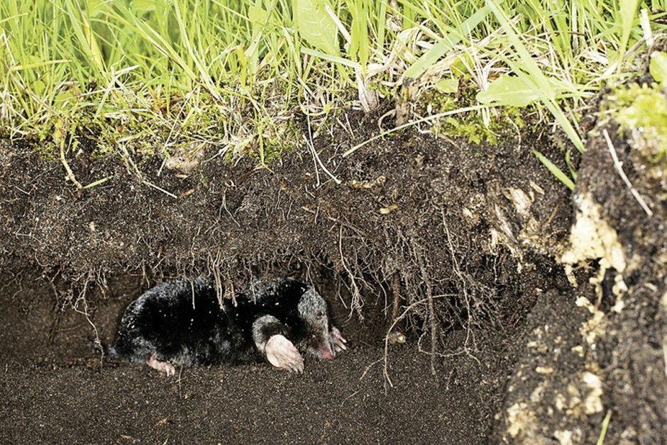 Норы Земляной Жабы на огороде