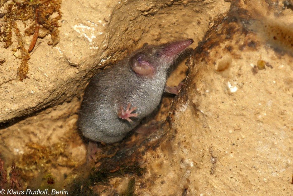 Suncus Etruscus (землеройка)