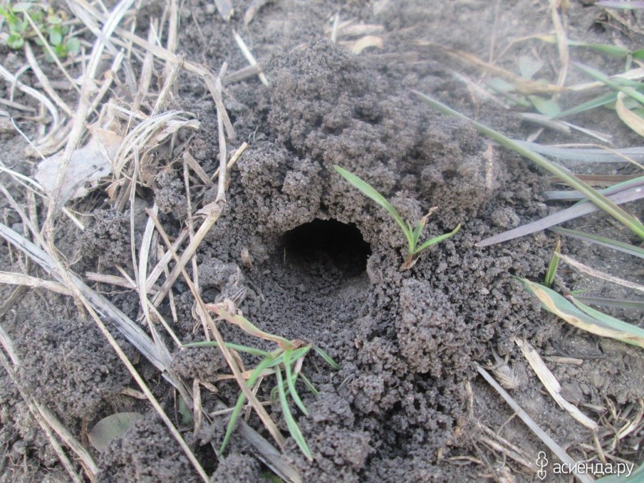 Норы медведки и землеройки