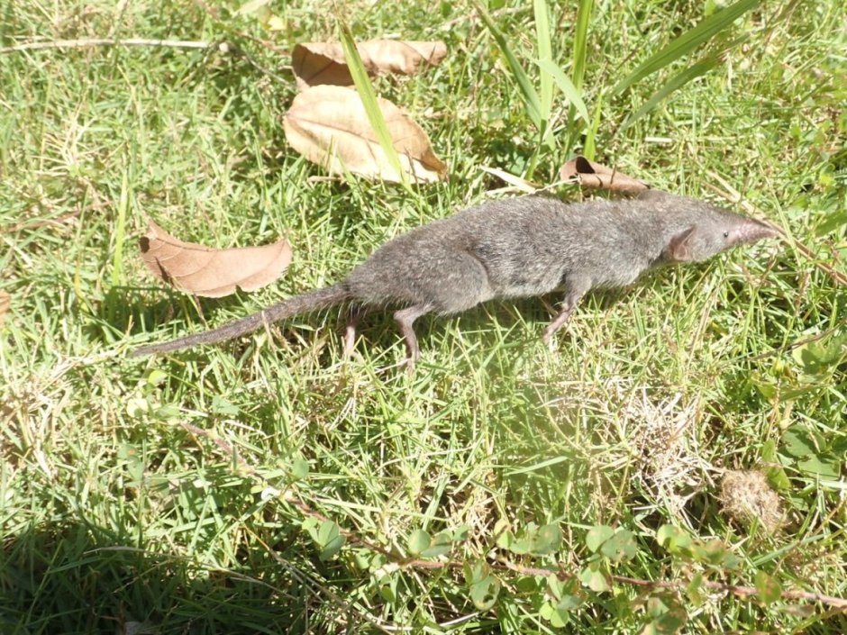 Американская землеройка