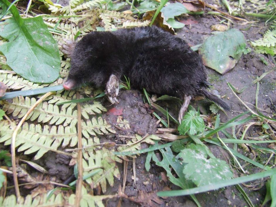 Крот землеройка слепыш