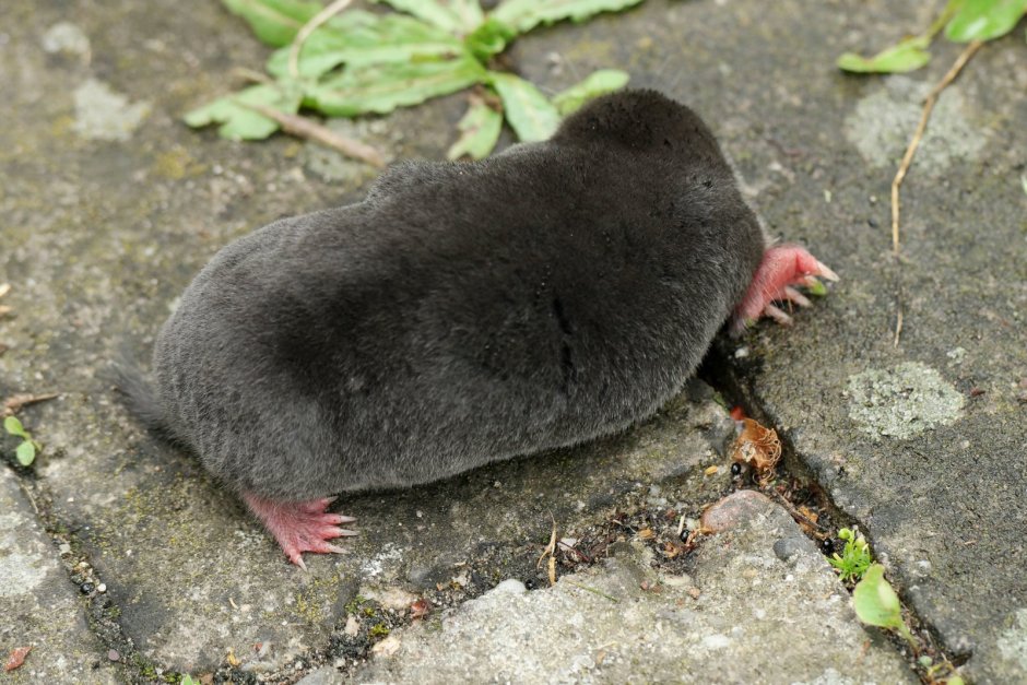 Сибирский Крот (talpa altaica)