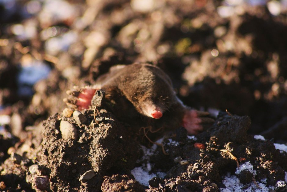Коричневый Крот