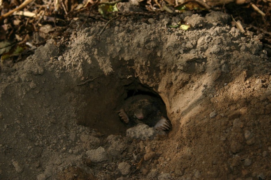 Норка крота кротовая Нора