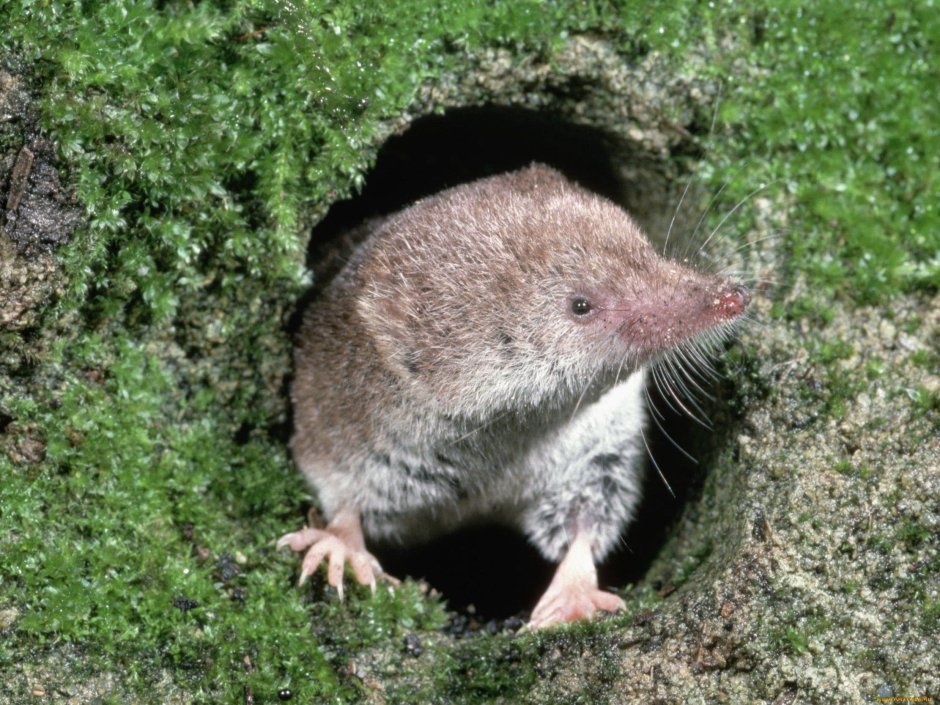 Отряд Насекомоядные представители