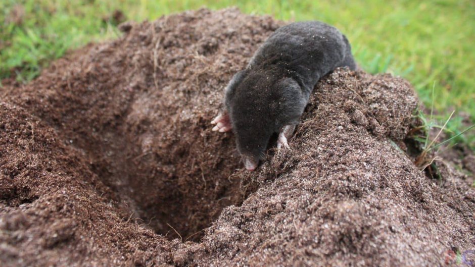 Нора землеройки