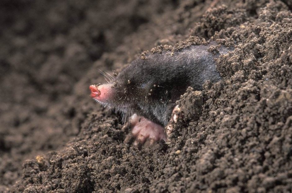 Крот или землеройка
