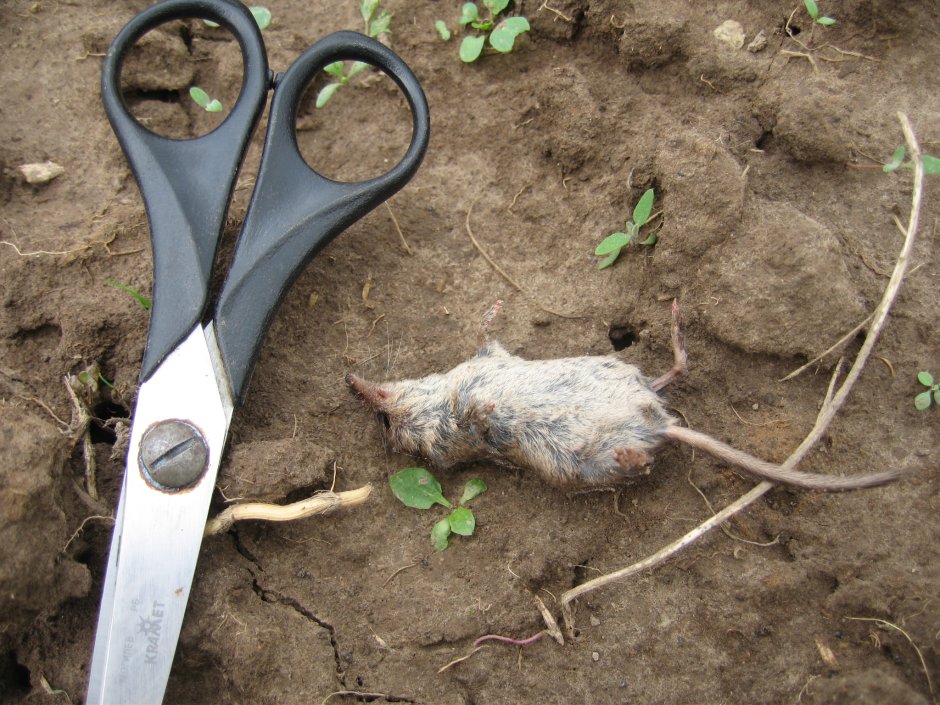 Нора землеройки