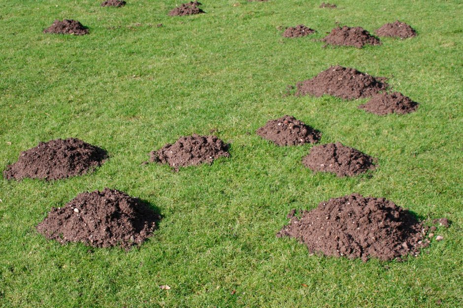 Холмики земли на участке