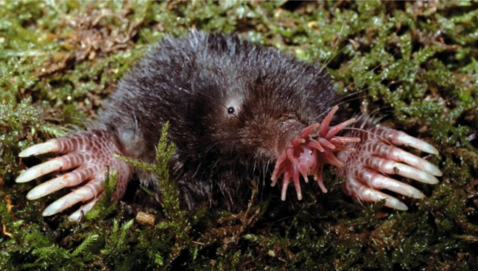 Крот землеройка звездонос