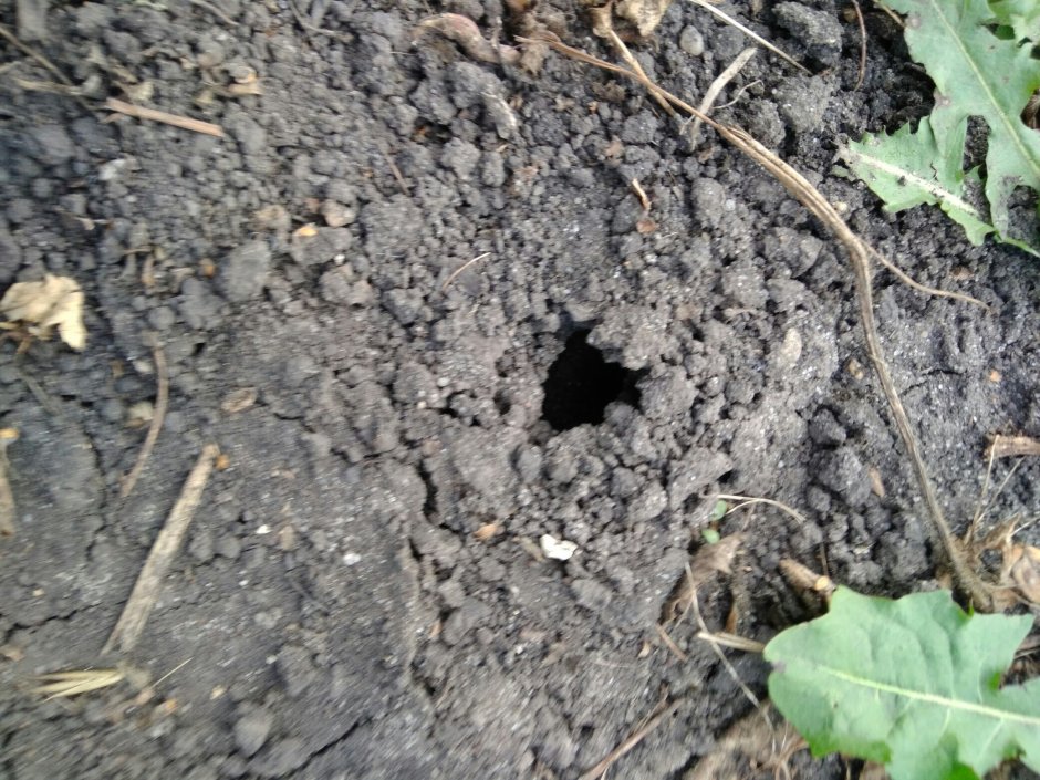 Медведка ямки