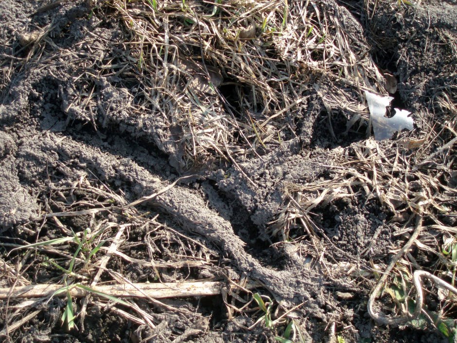 Змеиные Норы на участке