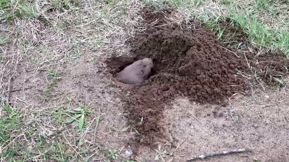 Ежи роют Норы