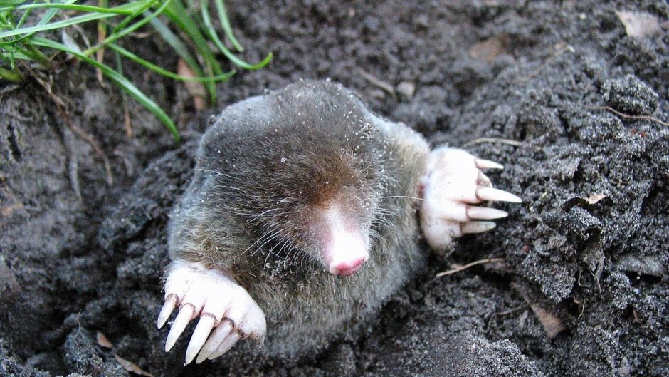 Крот полевой