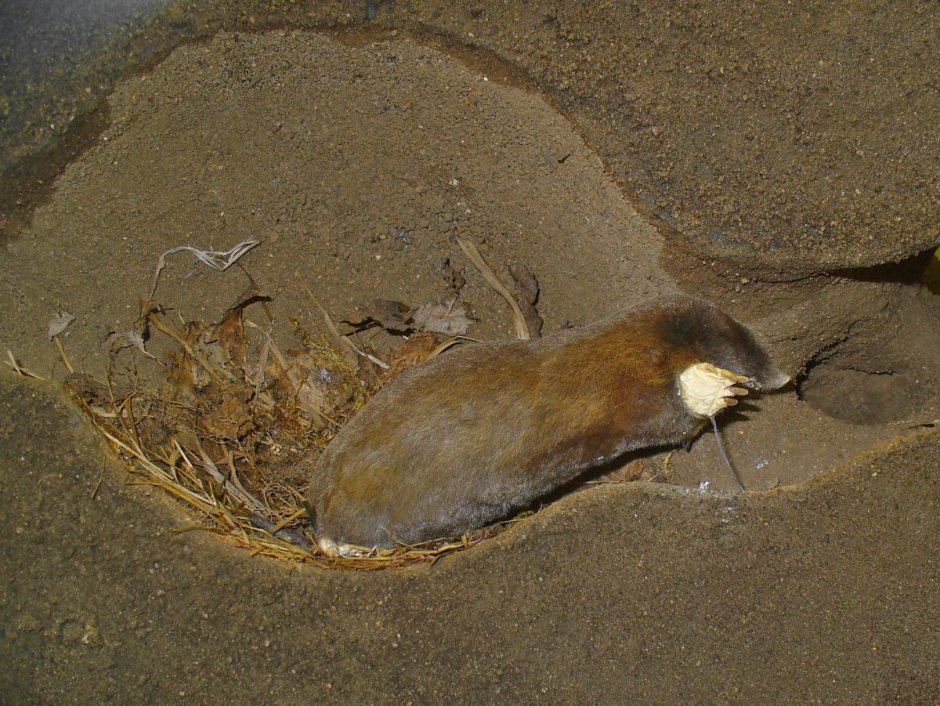 Норы Слепуха