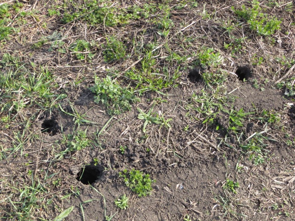 Норы медведки и землеройки