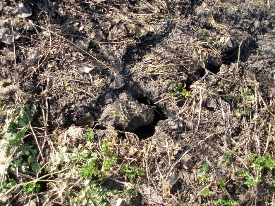 Следы медведки