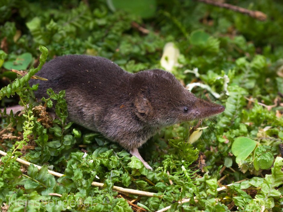 Обыкновенная кутора