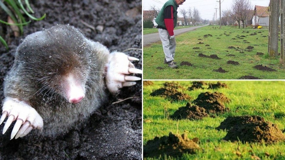 Норы слепыша в огороде