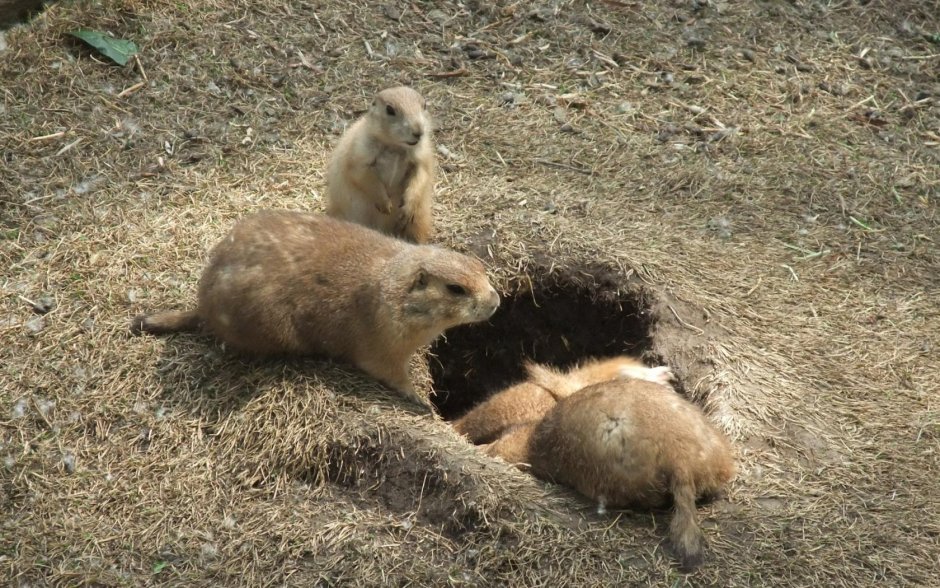 Степной сурок Байбак Норы