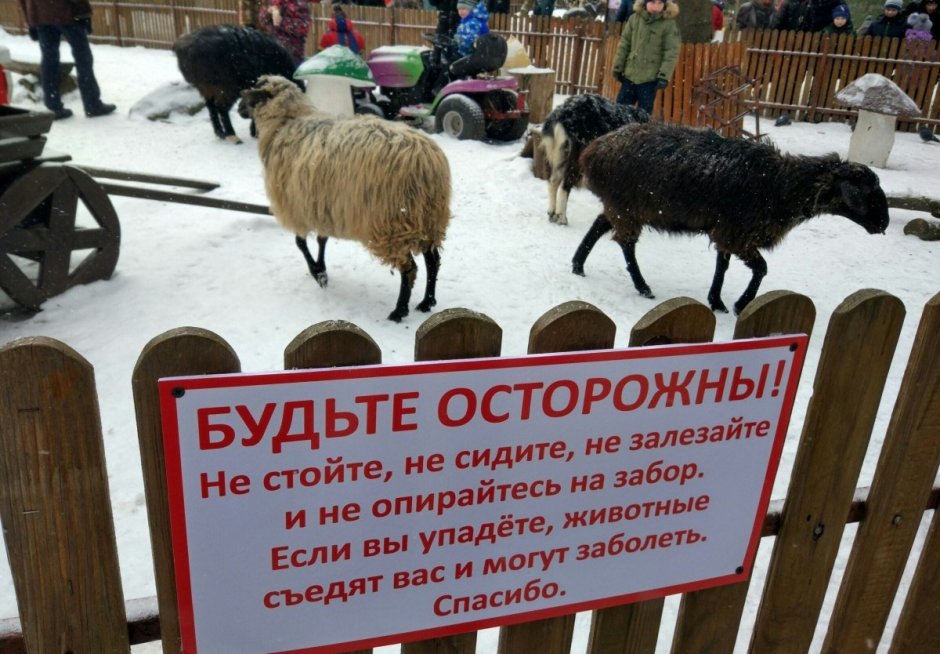 Тупая овца