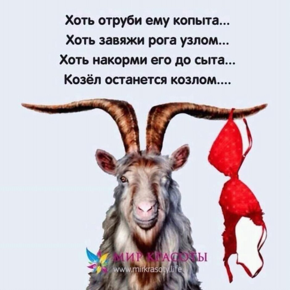 Мемы про стадо Баранов