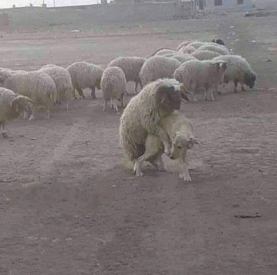 Прикольные овечки