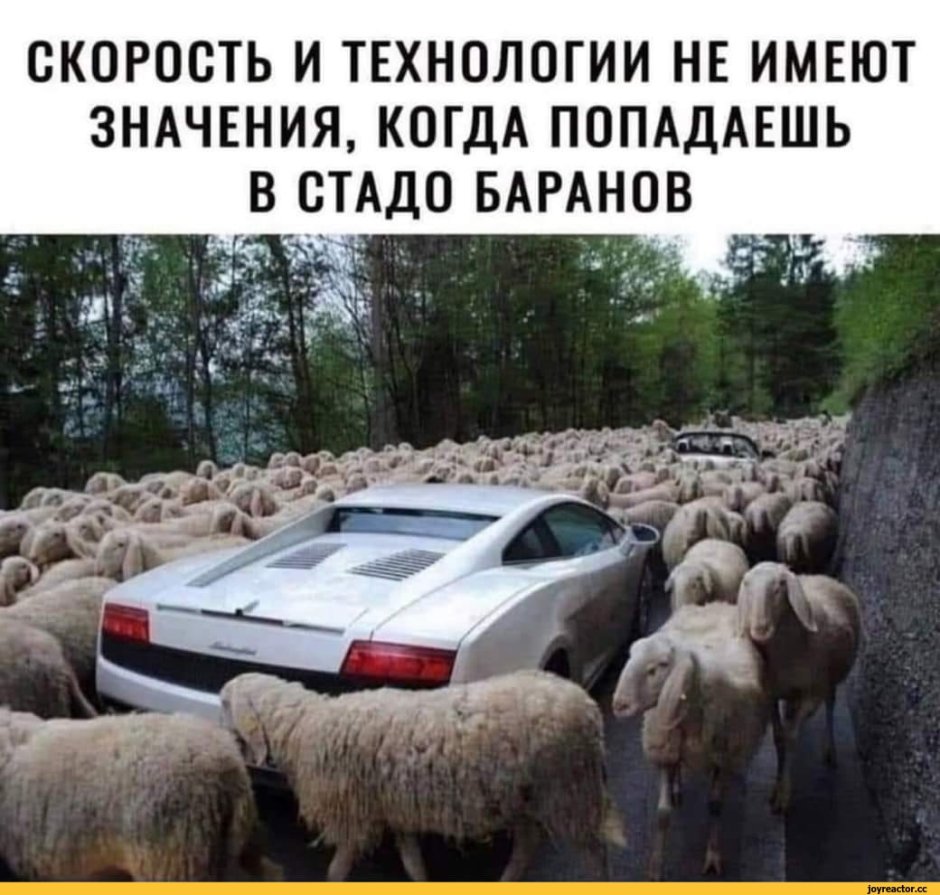 Шутки про чурок и Баранов