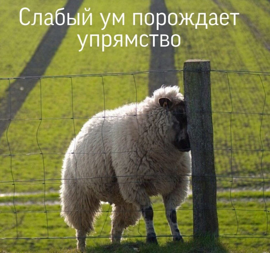 Упоротая овца