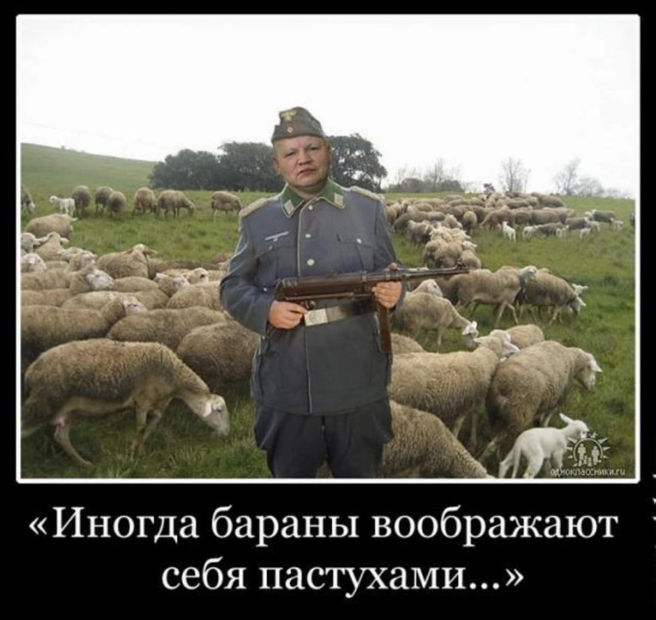 Тупая овца