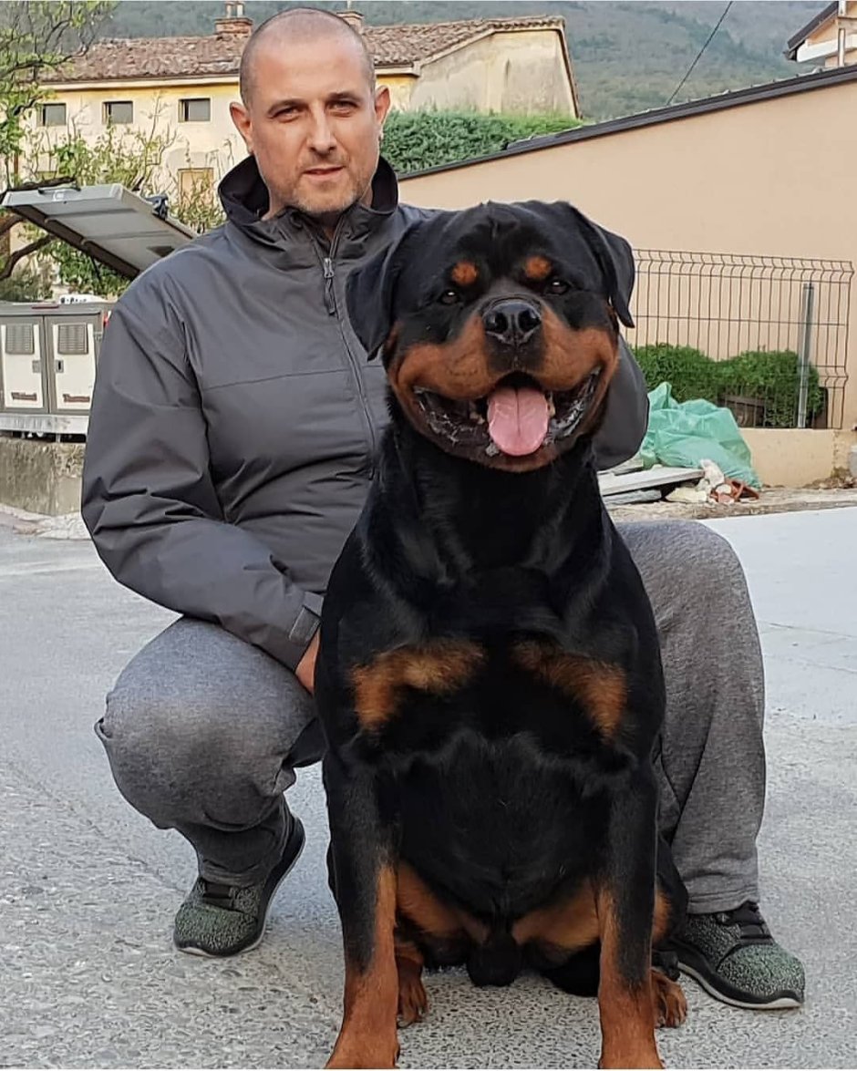 Ротвейлер Доберман мышцы