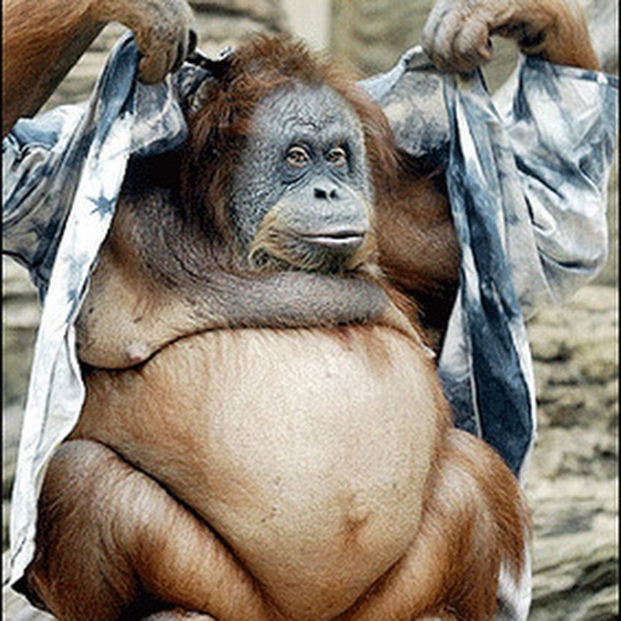 Женщина рядом с гориллой