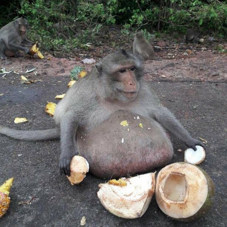 Толстая обезьяна на горшке