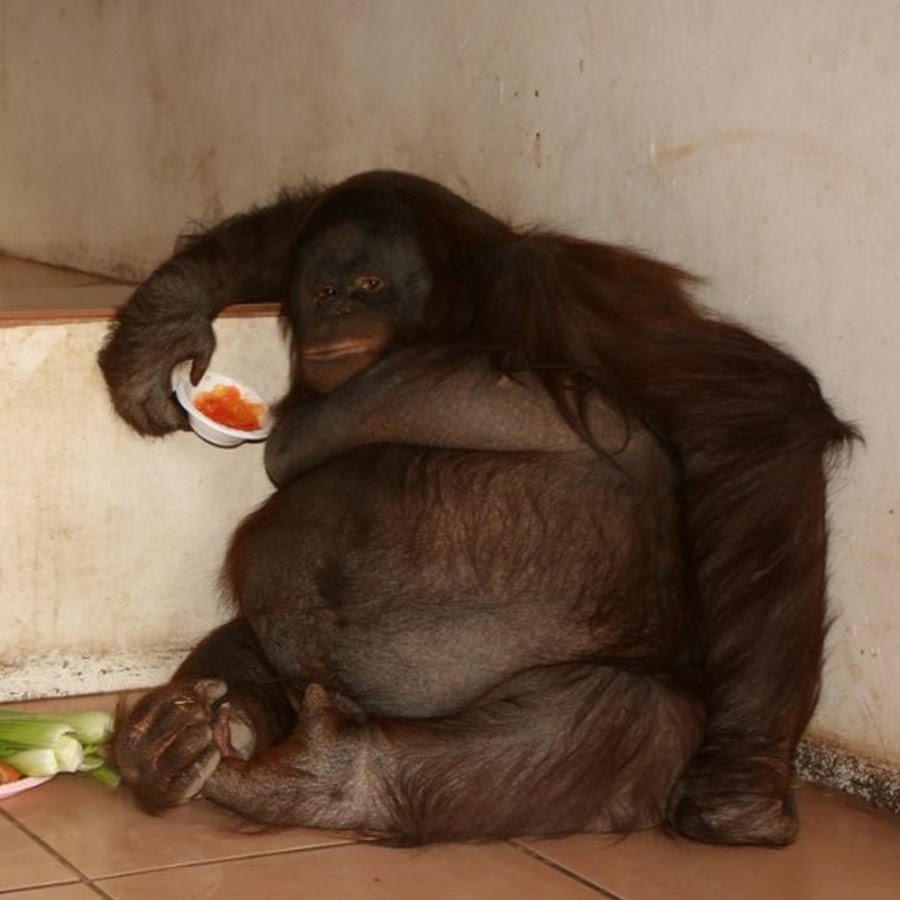 Горилла, самец