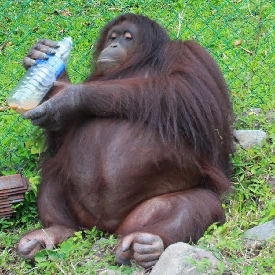 Огромная жирная макака с бананчиком