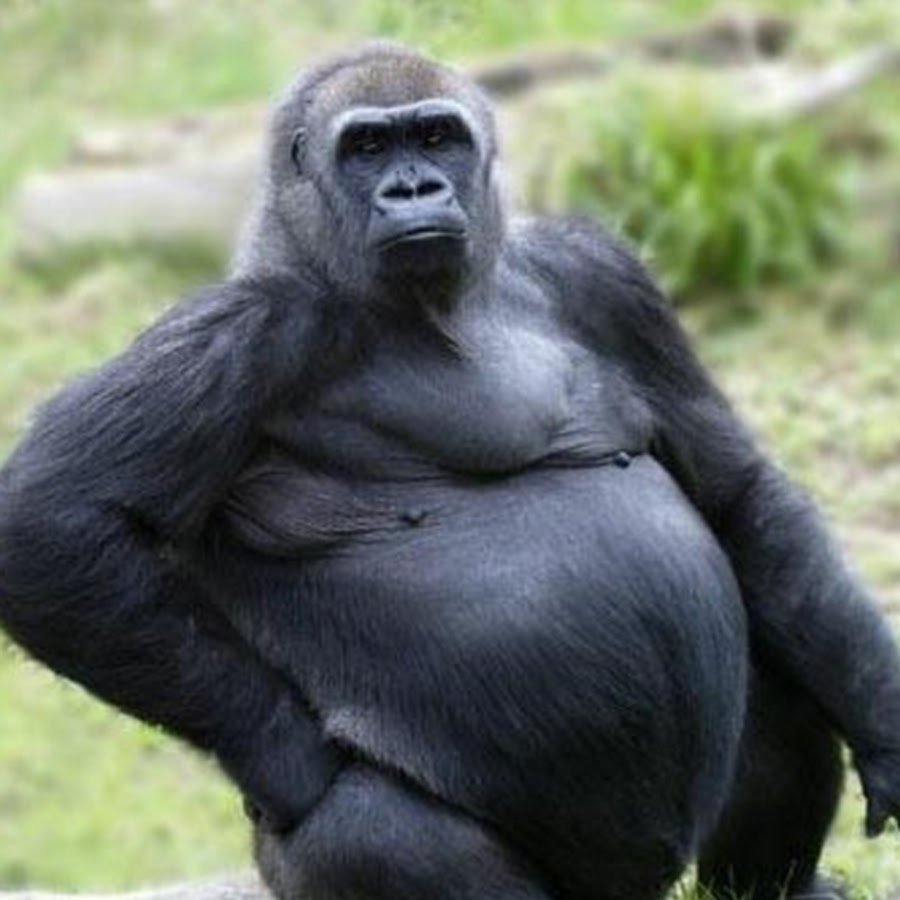 Ноздри гориллы