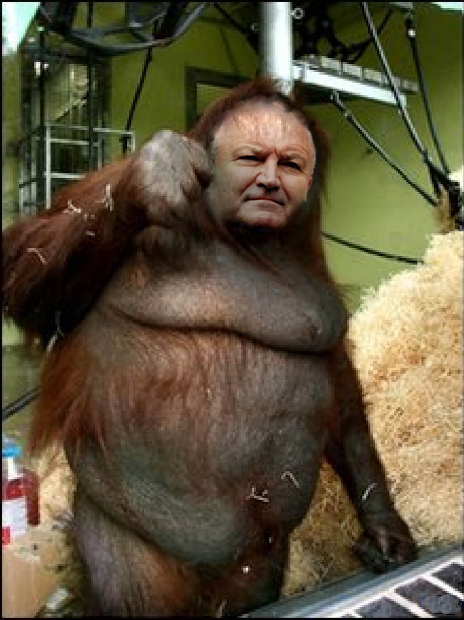 Обезьянка толстая участковая