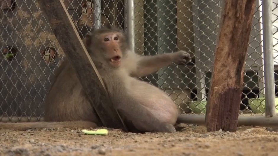 Орангутан Стинки