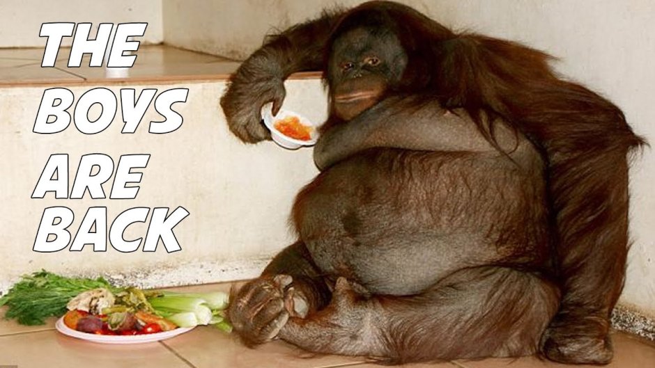 Доминантный самец гориллы