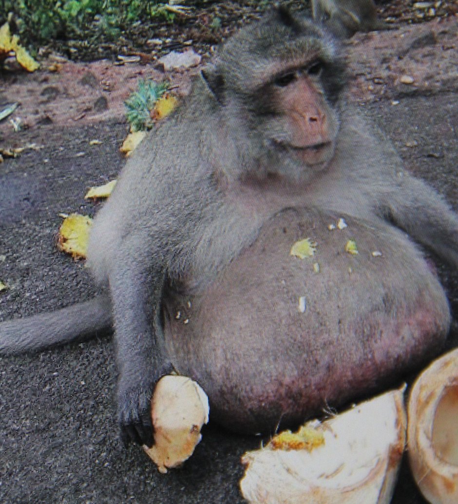 Огромная жирная обезьяна